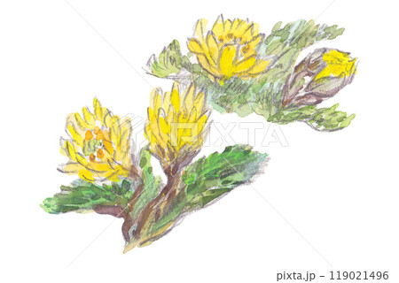 福寿草【横】 福寿草【横】 119021496