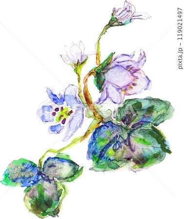 雪割草【縦】 119021497