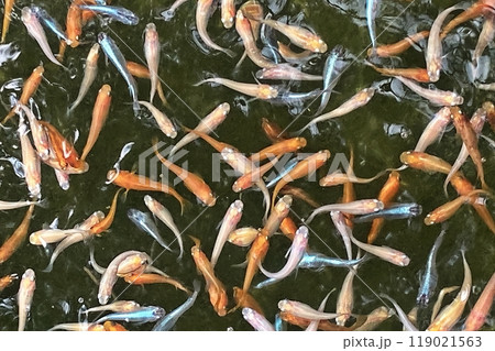 群を成して泳ぐメダカ クローズアップ 群を成して泳ぐメダカ クローズアップ 119021563