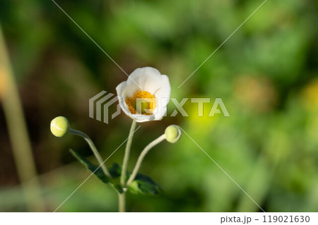 秋の朝のシュウメイギク~花開く時~ 秋の朝のシュウメイギク~花開く時~ 119021630