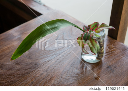 plant in a glass jar on wooden table 119021643