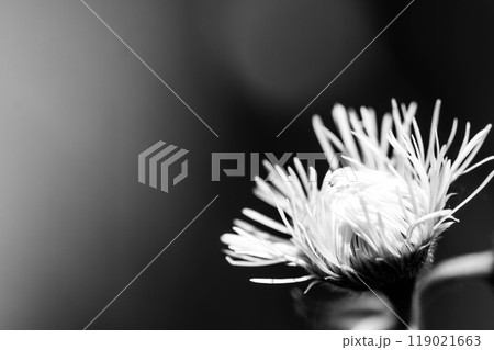 モノクロームの世界~花開く瞬間~ モノクロームの世界~花開く瞬間~ 119021663
