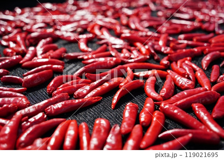 Drying red peppers under the autumn sun 119021695