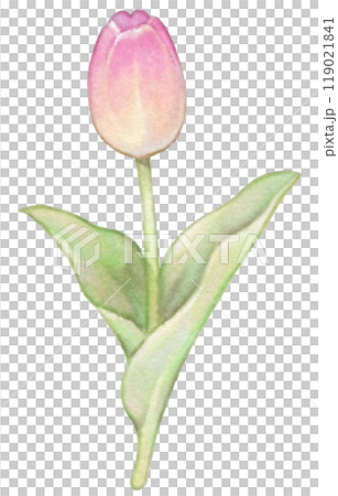 Spring pink tulip hand-drawn illustration Spring pink tulip hand-drawn illustration 119021841