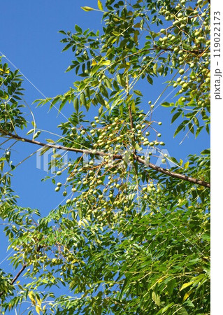 センダンの若い実 センダンの若い実 119022173