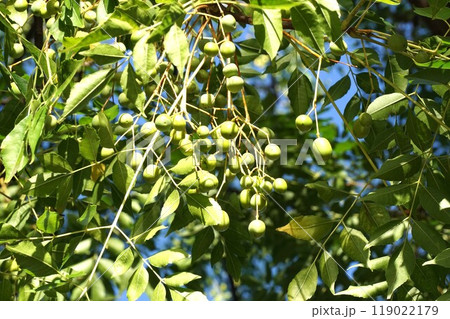 センダンの若い実 センダンの若い実 119022179