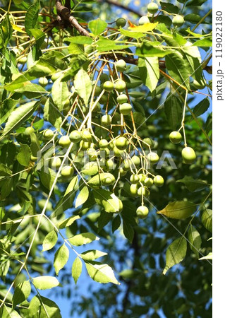 センダンの若い実 119022180