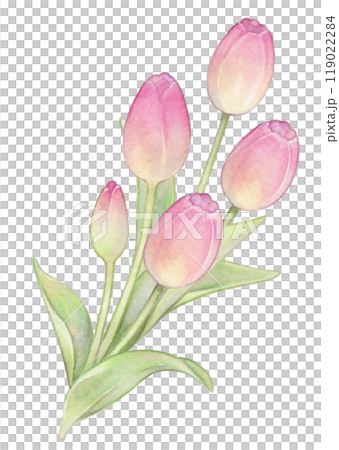 春天粉紅鬱金香手繪一點 119022284