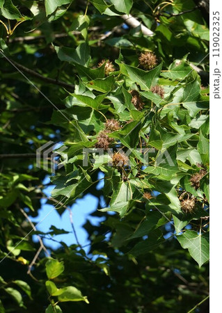 熟し始めたタイワンフウの実・2024年9月 119022325