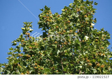 熟し始めたタイワンフウの実・2024年9月 119022327