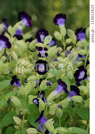 トレニア 119022625