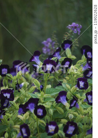 トレニア トレニア 119022628