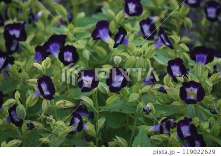 トレニア トレニア 119022629