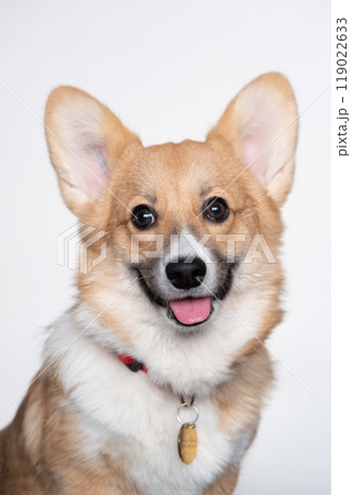 Pembroke Welsh Corgi Dog Puppy Portrait on White Background 119022633
