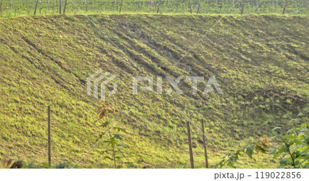 slope of a field that separates the grape crops 119022856