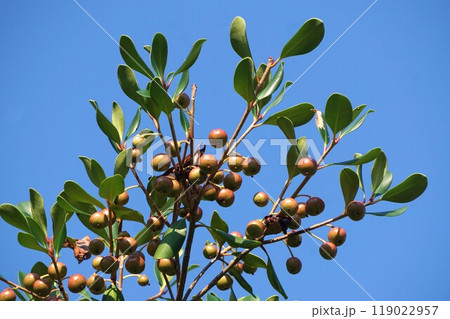 少しづつ色濃くなってきたモッコクの果実 119022957