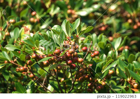 少しづつ色濃くなってきたモッコクの果実 少しづつ色濃くなってきたモッコクの果実 119022963
