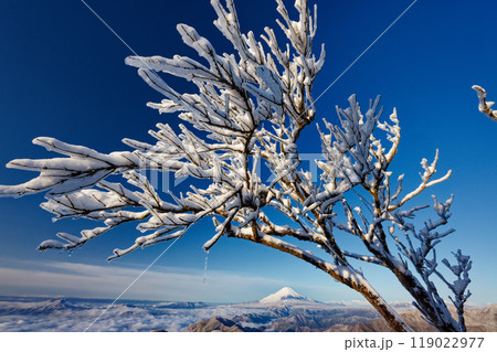 丹沢・塔ノ岳山頂の樹氷と富士山の眺め 119022977