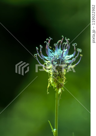 flower with bright colors flower with bright colors 119022982