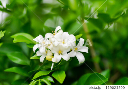 Andaman Satinwood, China Box Tree or Chinese Box wood or Orange Jessamine or rutaceae or Murraya paniculata and white flowers 119023200