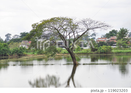 Rain tree or Samanea saman, LEGUMINOSAE MIMOSOIDEAE ner the paddy field and lake 119023203