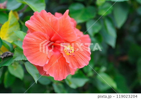 Chinese rose or Hibiscus or Hibiscus rosa sinensis or Hibisceae or Malvaceae , red hibiscus flower 119023204