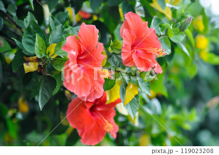 Chinese rose or Hibiscus or Hibiscus rosa sinensis or Hibisceae or Malvaceae , red hibiscus flower Chinese rose or Hibiscus or Hibiscus rosa sinensis or Hibisceae or Malvaceae , red hibiscus flower 119023208