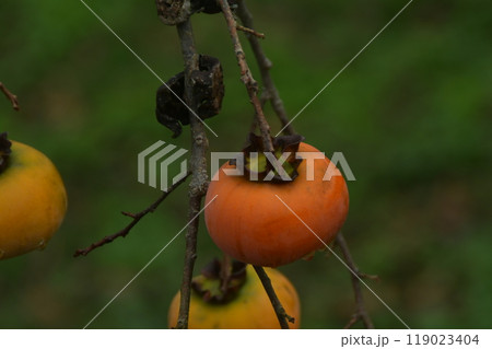 伊勢　蓮台寺柿 119023404