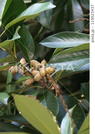 ワタゲガシのドングリ ワタゲガシのドングリ 119023437