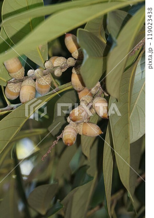 ワタゲガシのドングリ ワタゲガシのドングリ 119023438