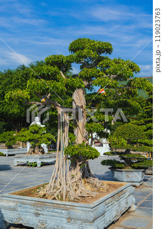 bonsai tree in park in the Asian garden at the Buddhist pagoda in Asia in Vietnam in summer 119023763