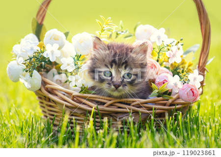 Little kitten sitting in a basket on the grass with flowers in the summer garden Little kitten sitting in a basket on the grass with flowers in the summer garden 119023861