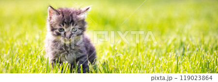 Adorable little kitten sits on the grass on a sunny summer day. Horizontal banner Adorable little kitten sits on the grass on a sunny summer day. Horizontal banner 119023864