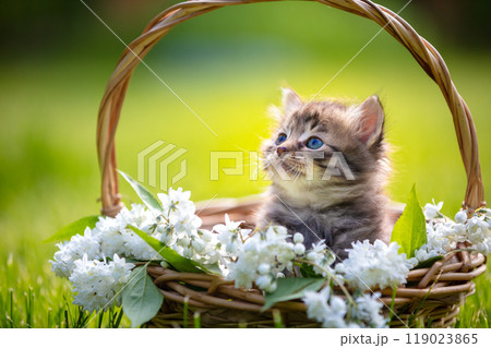 Little kitten sitting in a basket on the grass with flowers in the summer garden Little kitten sitting in a basket on the grass with flowers in the summer garden 119023865