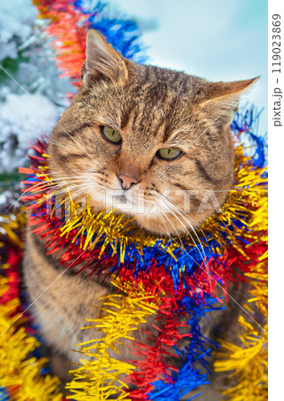 Portrait of a funny cat entangled in colorful streamer Vertical photo 119023869