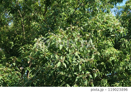 シラカシの実 119023896