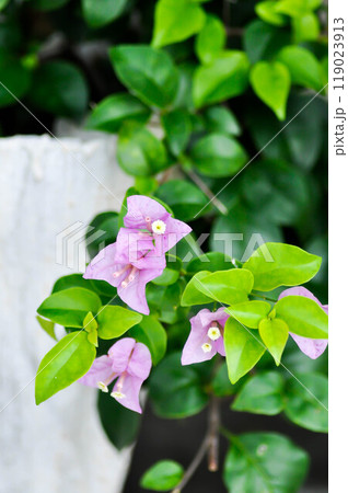 Bougainvillea or paper flower ,purple paper flower or purper flower or violet flower 119023913