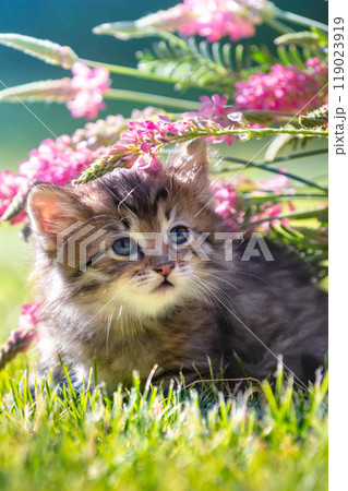 Cute little kitten sitting on the grass with flowers in the summer garden. Vertical banner 119023919