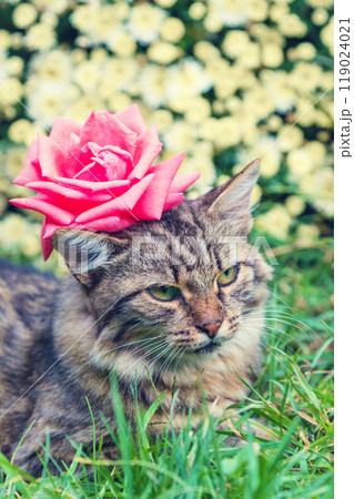 Portrait of a funny cat with flowers on his head. The cat lies on the grass in the summer garden. Vertical shot 119024021