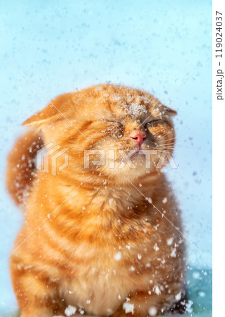 Portrait of a ginger kitten walking in the snow in winter during a snowfall. Cat in a snowstorm. Vertical banner 119024037