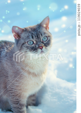 Portrait of a Siamese cat walking in the snow in winter during a snowfall. Vertical photo 119024039
