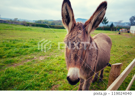 Portrait of a donkey on the meadow 119024040