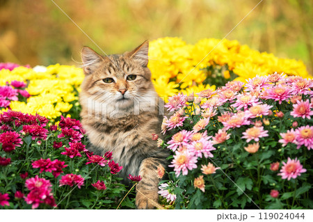Cute little kitten walking in the garden with yellow and pink chrysanthemum flowers Cute little kitten walking in the garden with yellow and pink chrysanthemum flowers 119024044