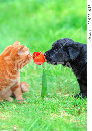 Funny animals. A small puppy and kitten play outside in the garden in summer. A cat and a dog sniff a red tulip flower. Vertical photo Funny animals. A small puppy and kitten play outside in the garden in summer. A cat and a dog sniff a red tulip flower. Vertical photo 119024058