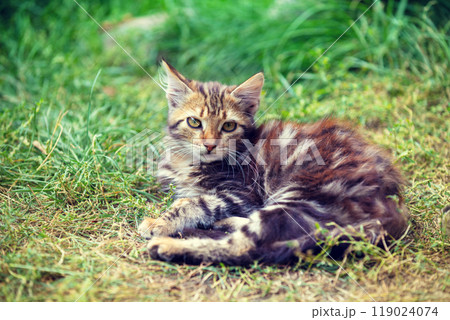 Cat in nature outdoors. Funny kitten lying in the garden on a sunny summer day. Horizontal banner Cat in nature outdoors. Funny kitten lying in the garden on a sunny summer day. Horizontal banner 119024074