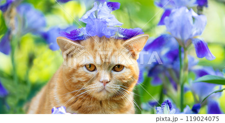 Cute ginger kitten sitting in iris flowers in the garden Cute ginger kitten sitting in iris flowers in the garden 119024075