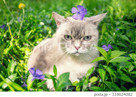 Cute Siamese cat sitting on the periwinkle lawn with a flower on his head 119024082