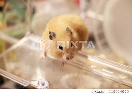 かわいいゴールデンハムスター(キンクマ) 119024090