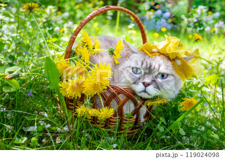 Cute Siamese cat lying in a basket on the grass with dandelion flowers. The cat enjoying the summer 119024098