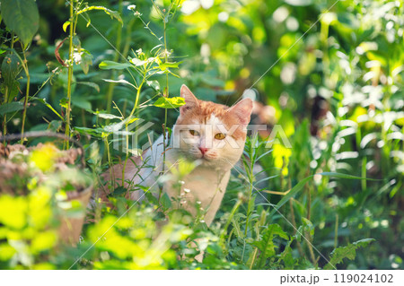 Red and white cat sitting in the garden on a sunny summer day 119024102
